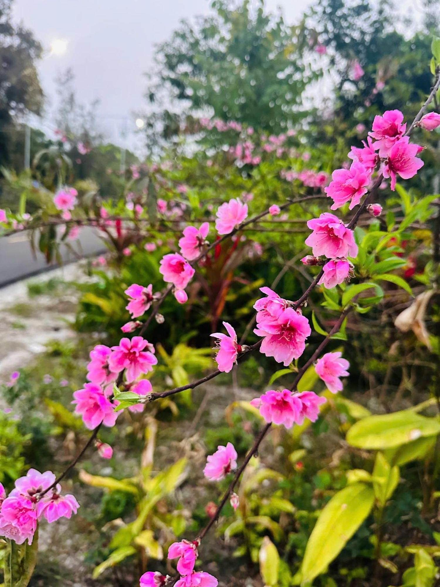 קוואנג נין Minh Chau Beach Resort מראה חיצוני תמונה