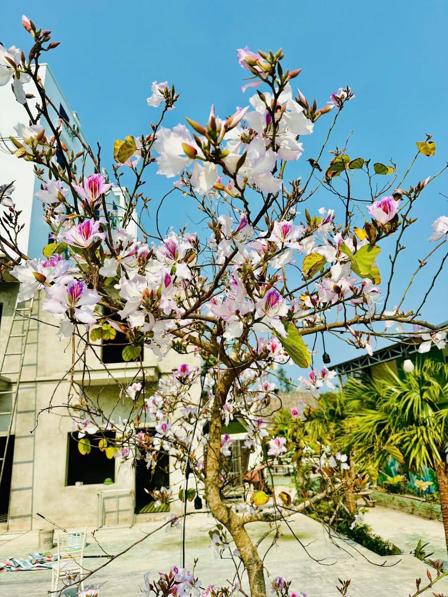 קוואנג נין Minh Chau Beach Resort מראה חיצוני תמונה